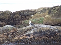 One Seal